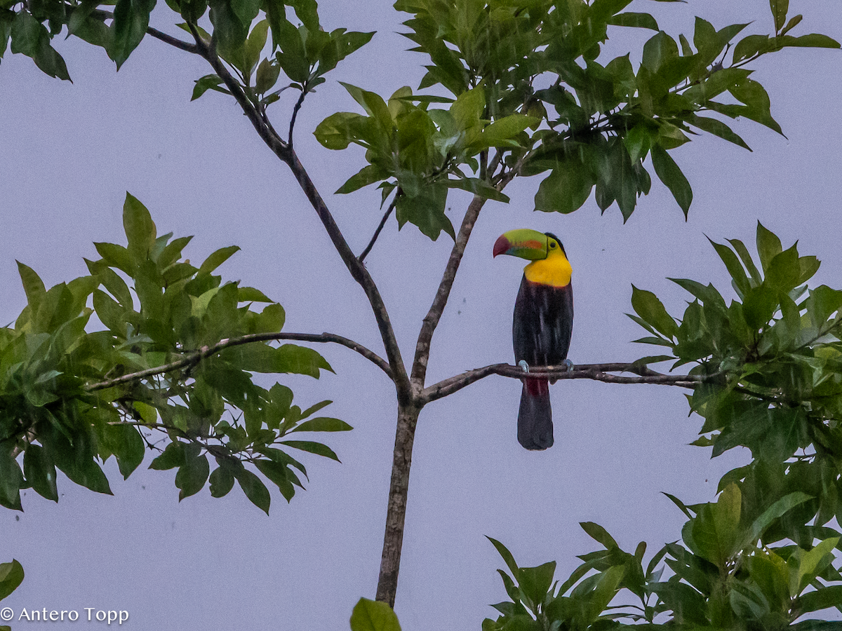 Радужный тукан - ML646238119