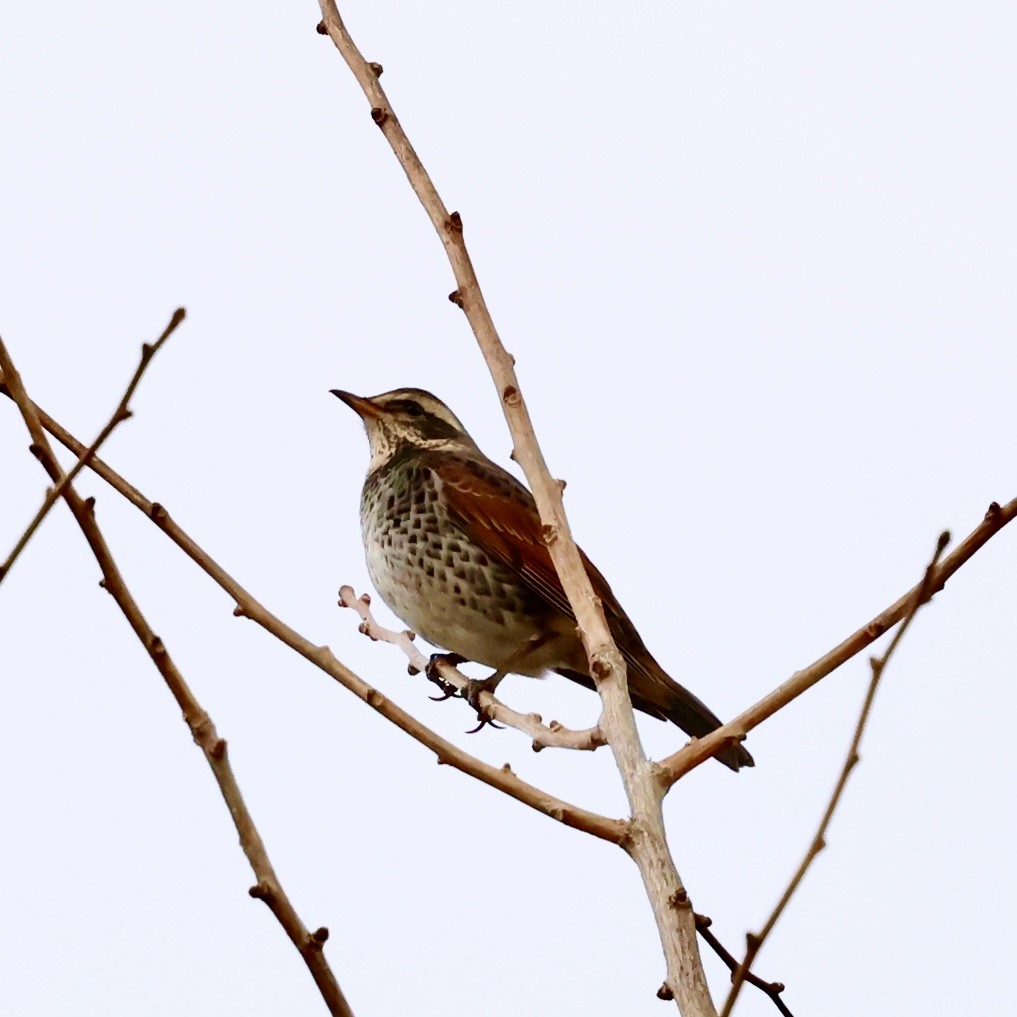 svartflekktrost - ML646238120