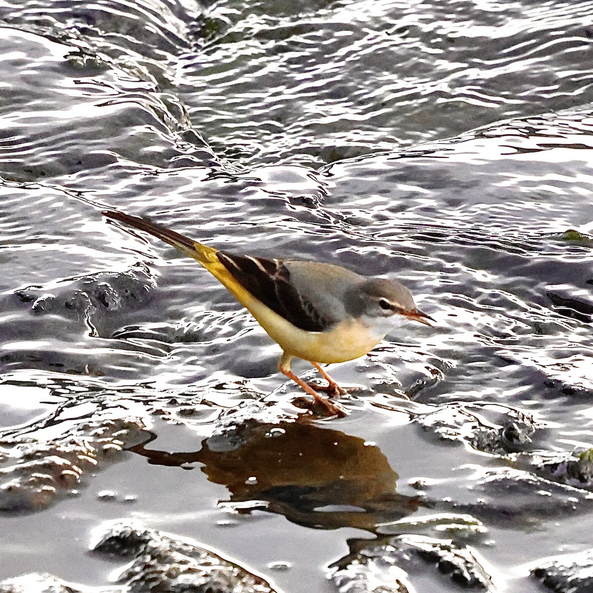 vintererle - ML646238121