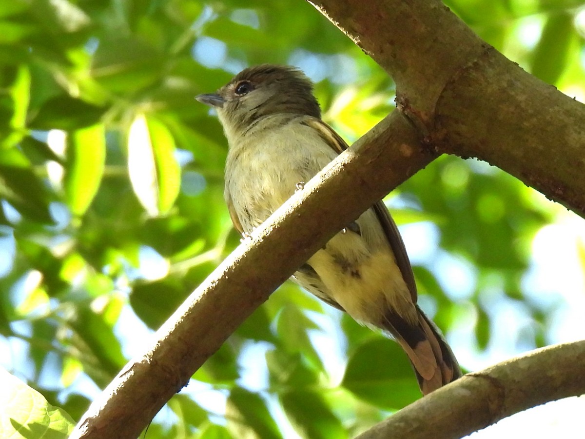 White-winged Becard - ML646238125