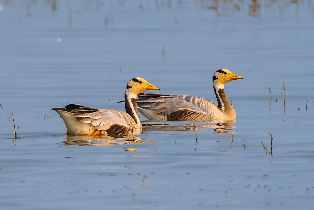 Гуска гірська - ML646238130