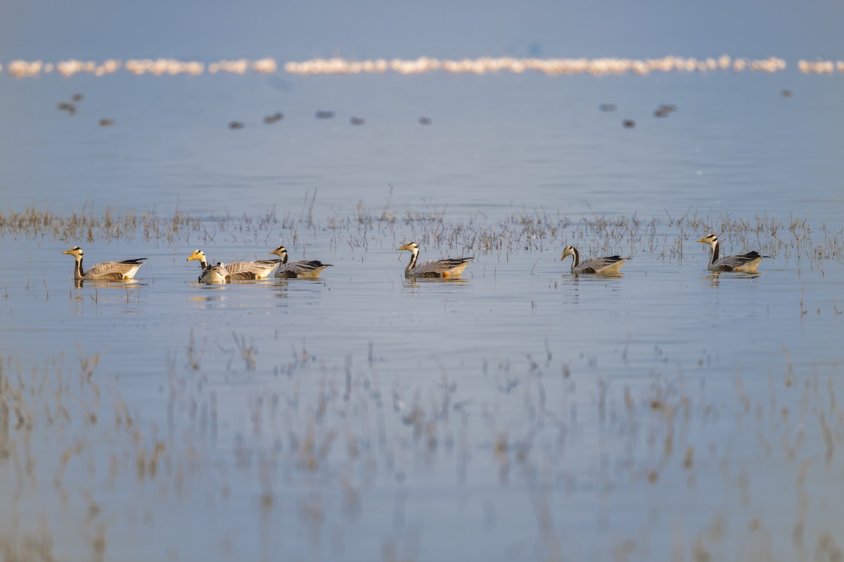 Гуска гірська - ML646238131