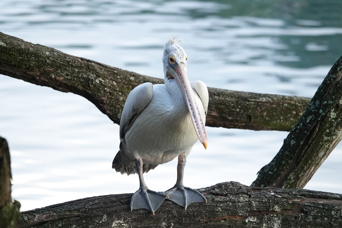 Spot-billed Pelican - ML646238142