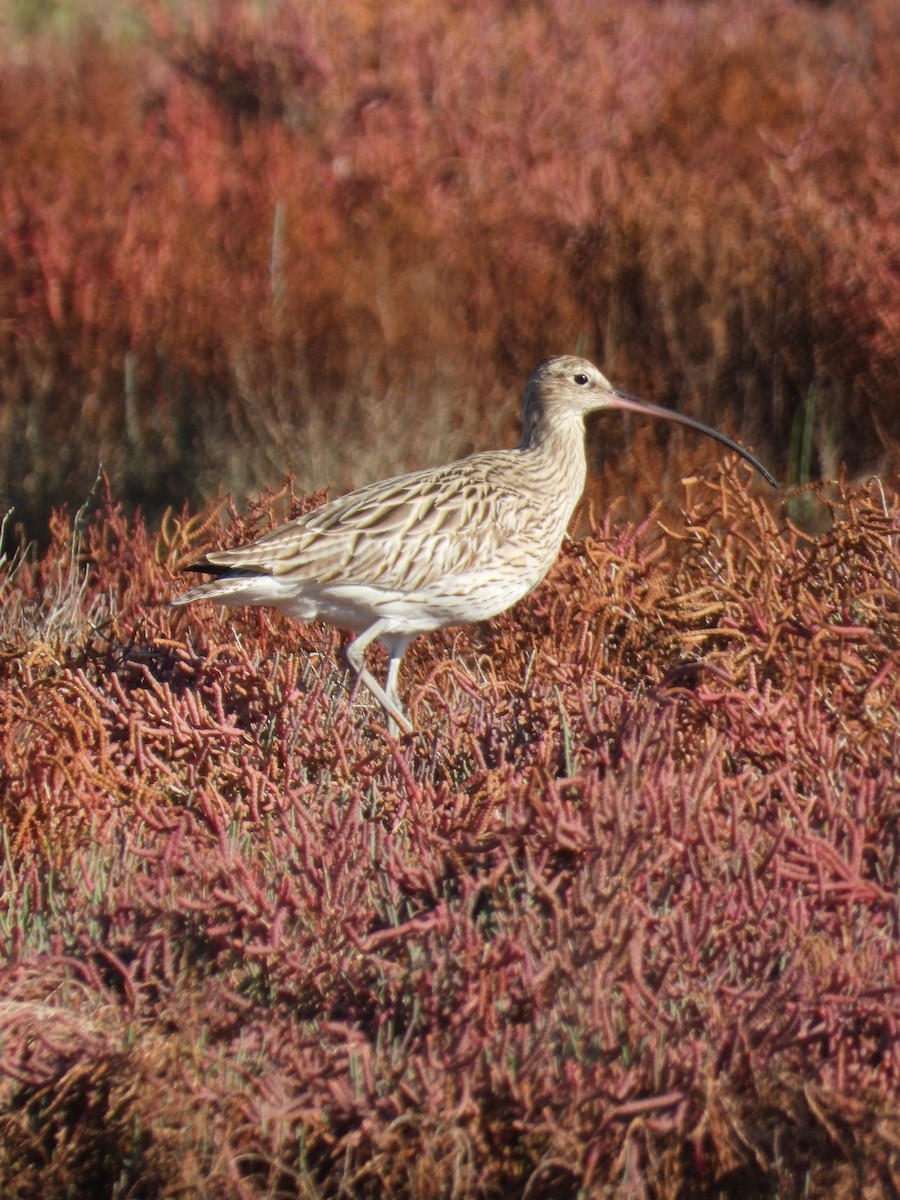 Courlis cendré - ML646238144