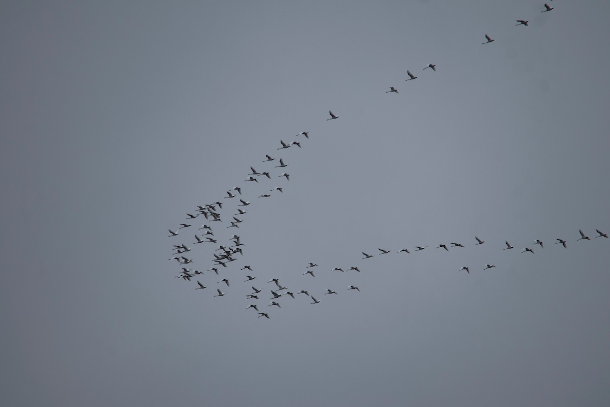 Cygne siffleur - ML646238147