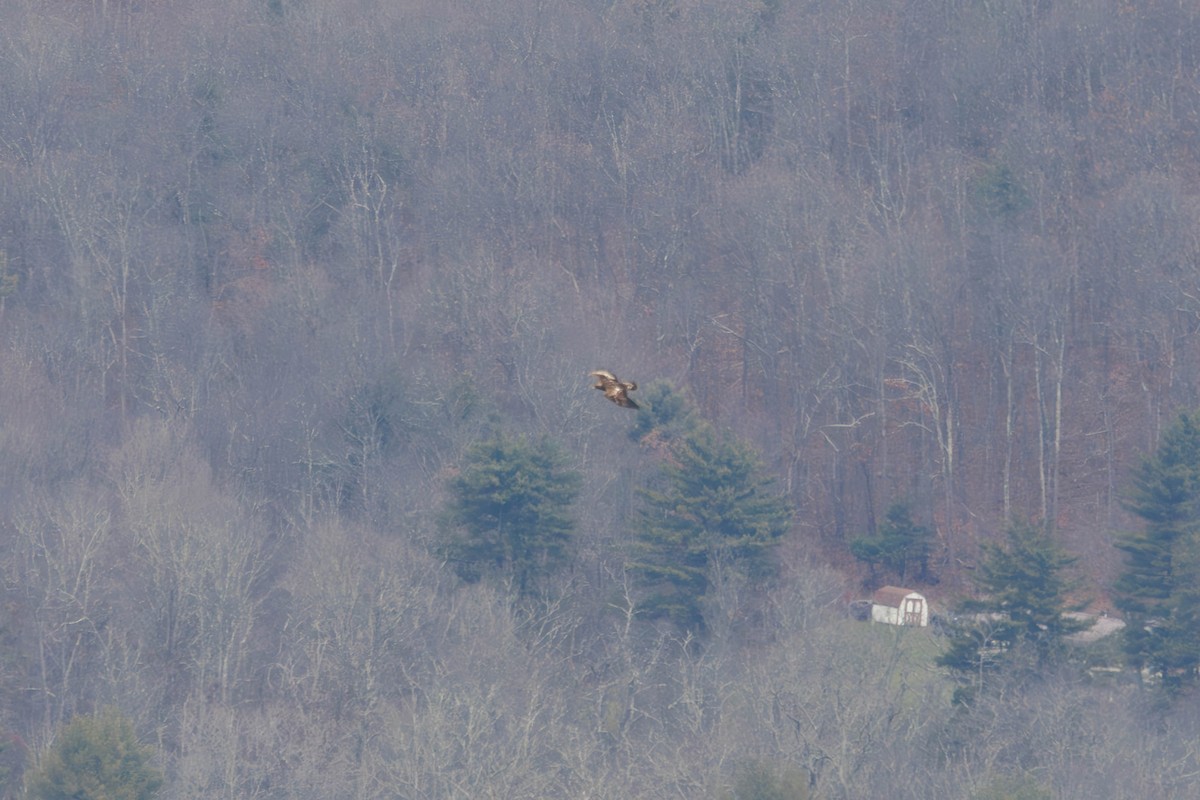 Golden Eagle - ML646238150