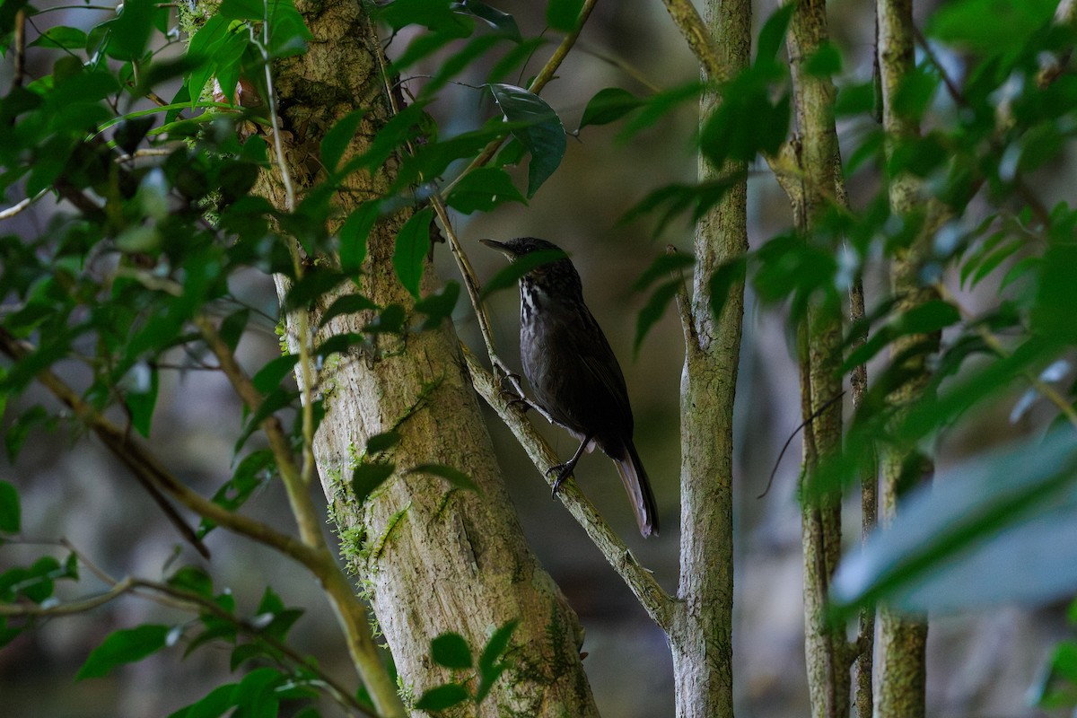 Turdinule d'Annam - ML646238151