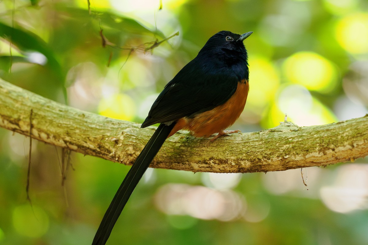 Shama à croupion blanc - ML646238152