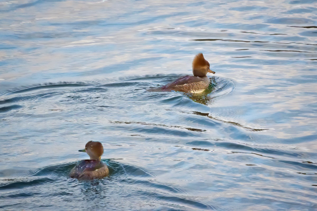 Harle couronné - ML646238153