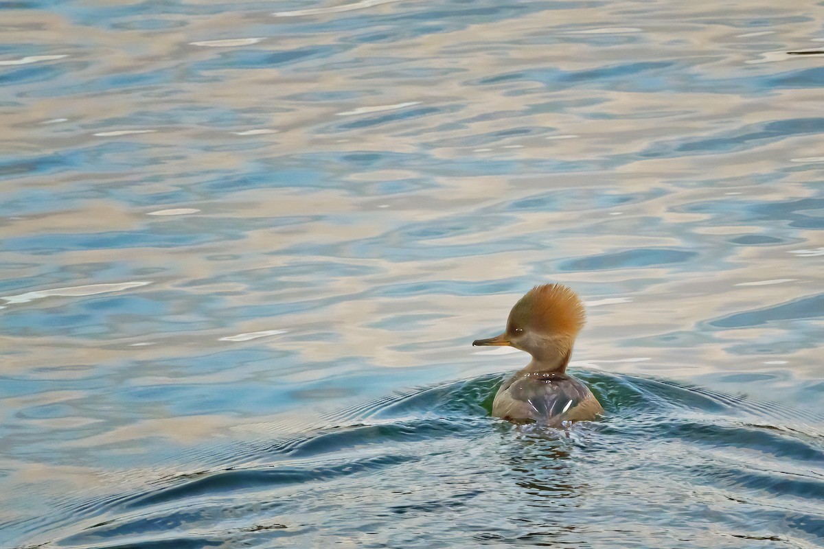 Harle couronné - ML646238154