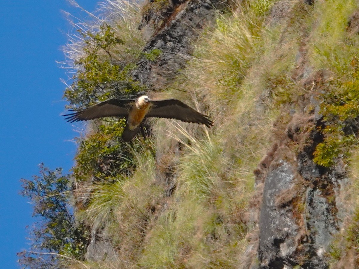Gypaète barbu - ML646238155