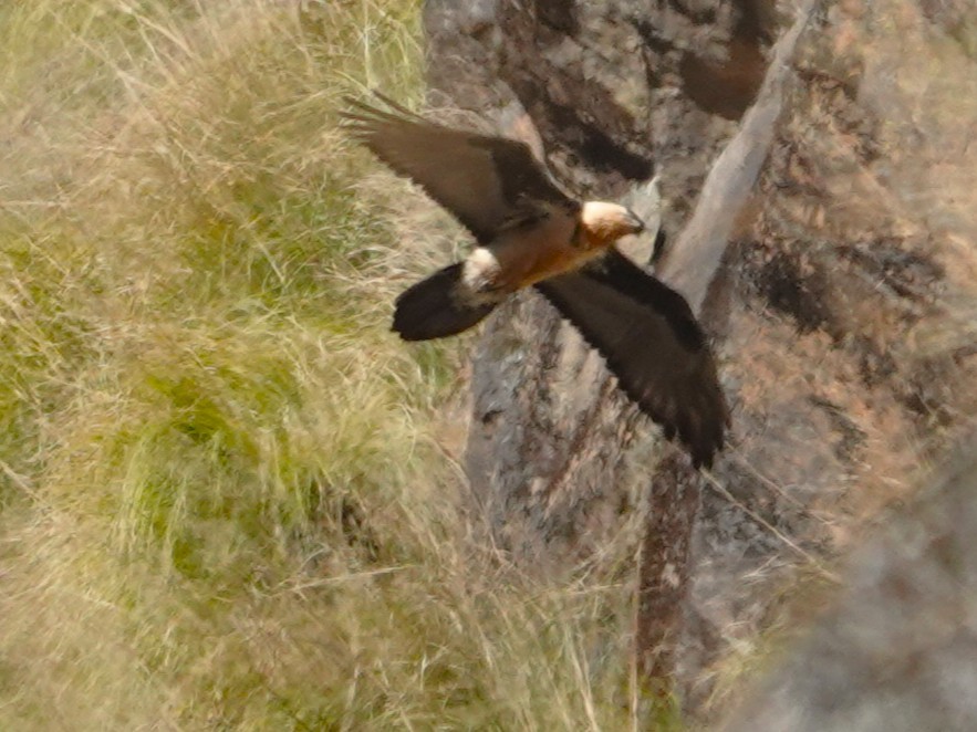 Gypaète barbu - ML646238156