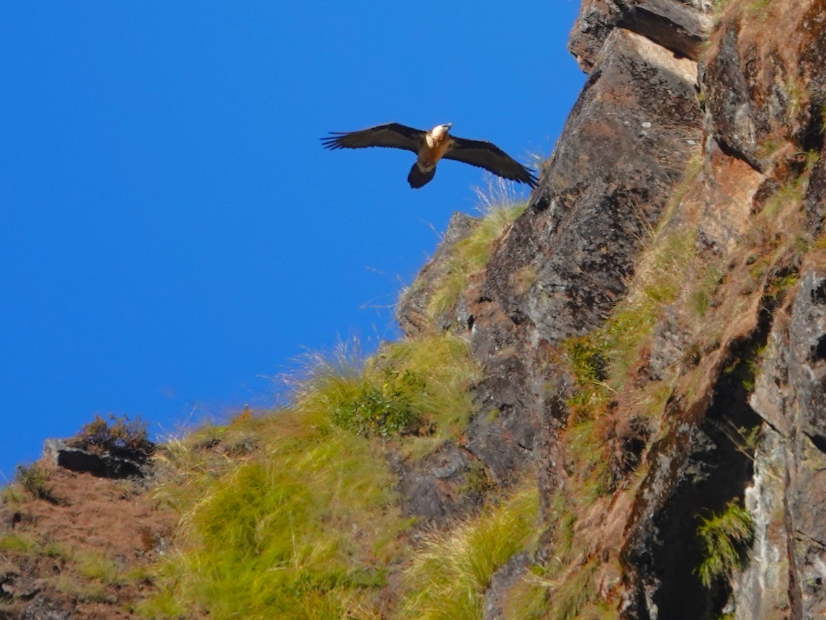 Gypaète barbu - ML646238157