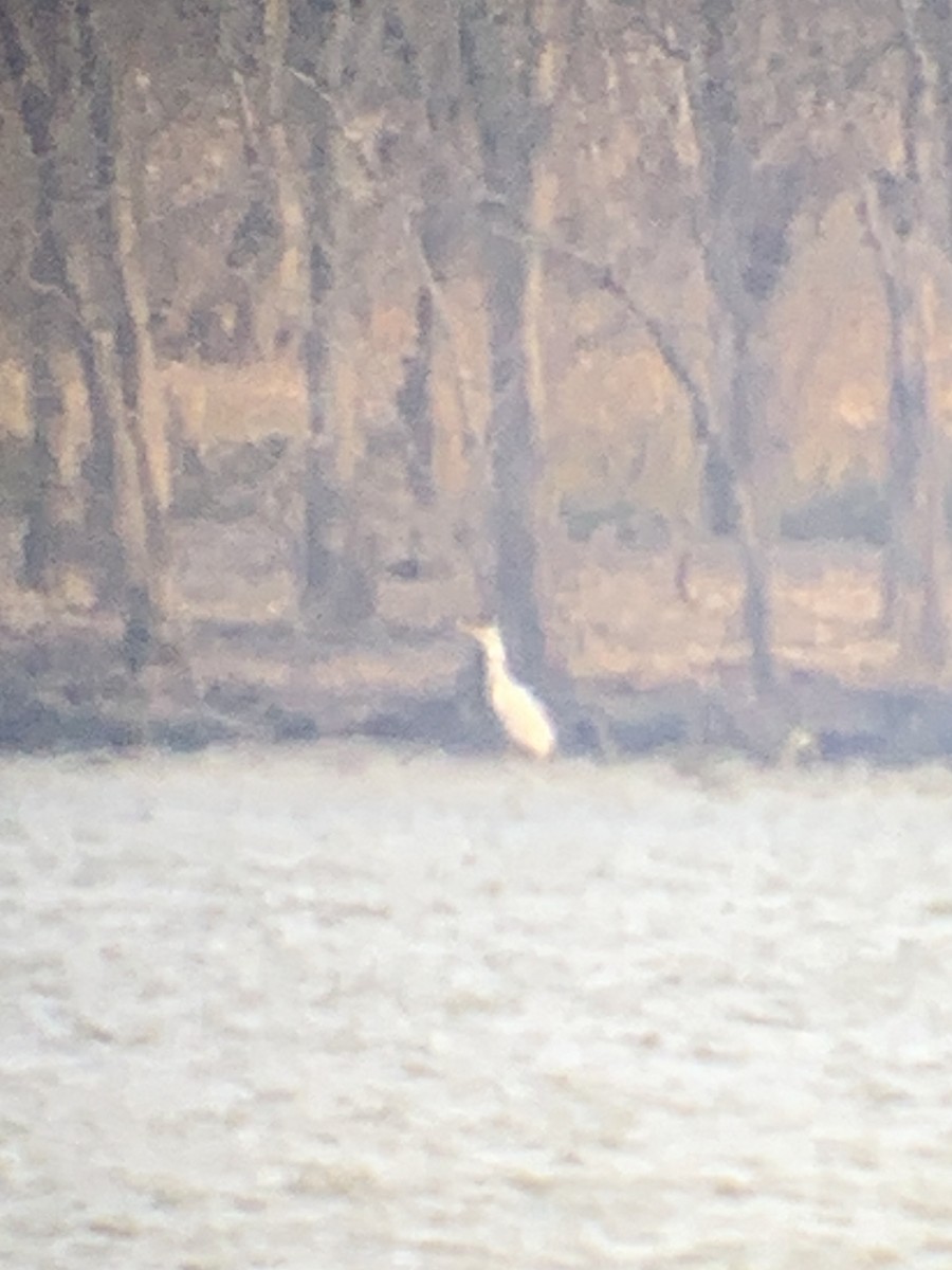 Цасч дэглий - ML646238158