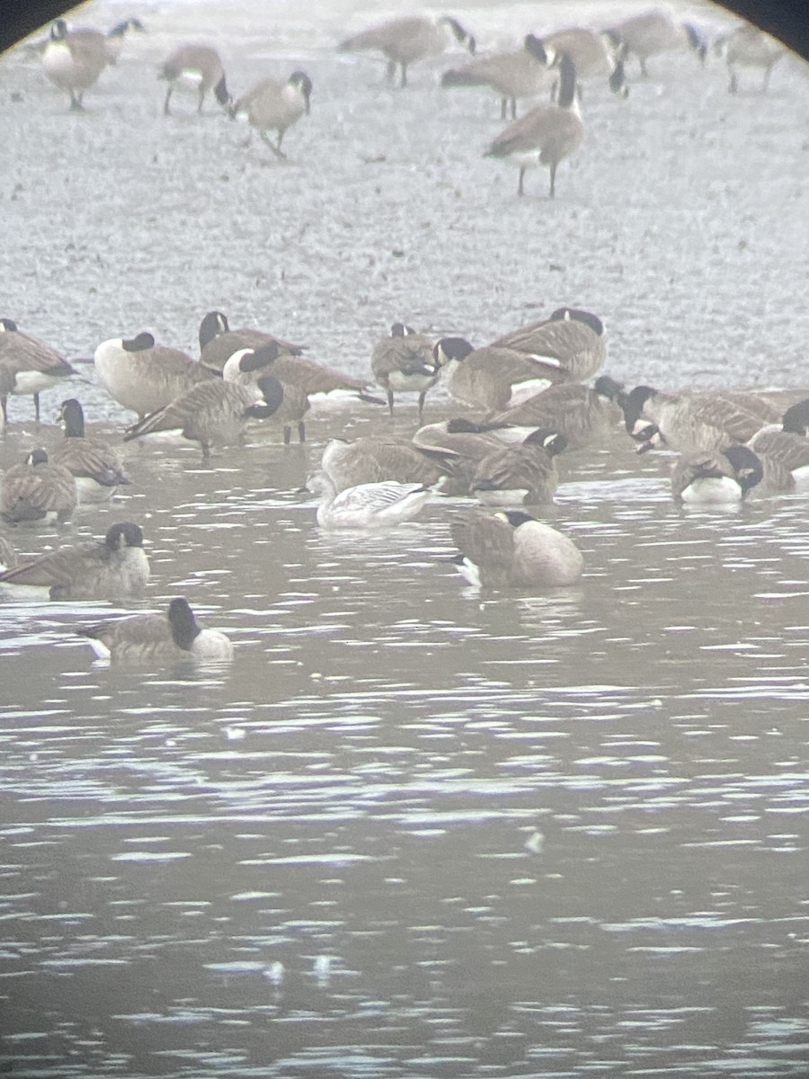 Oie des neiges - ML646238161