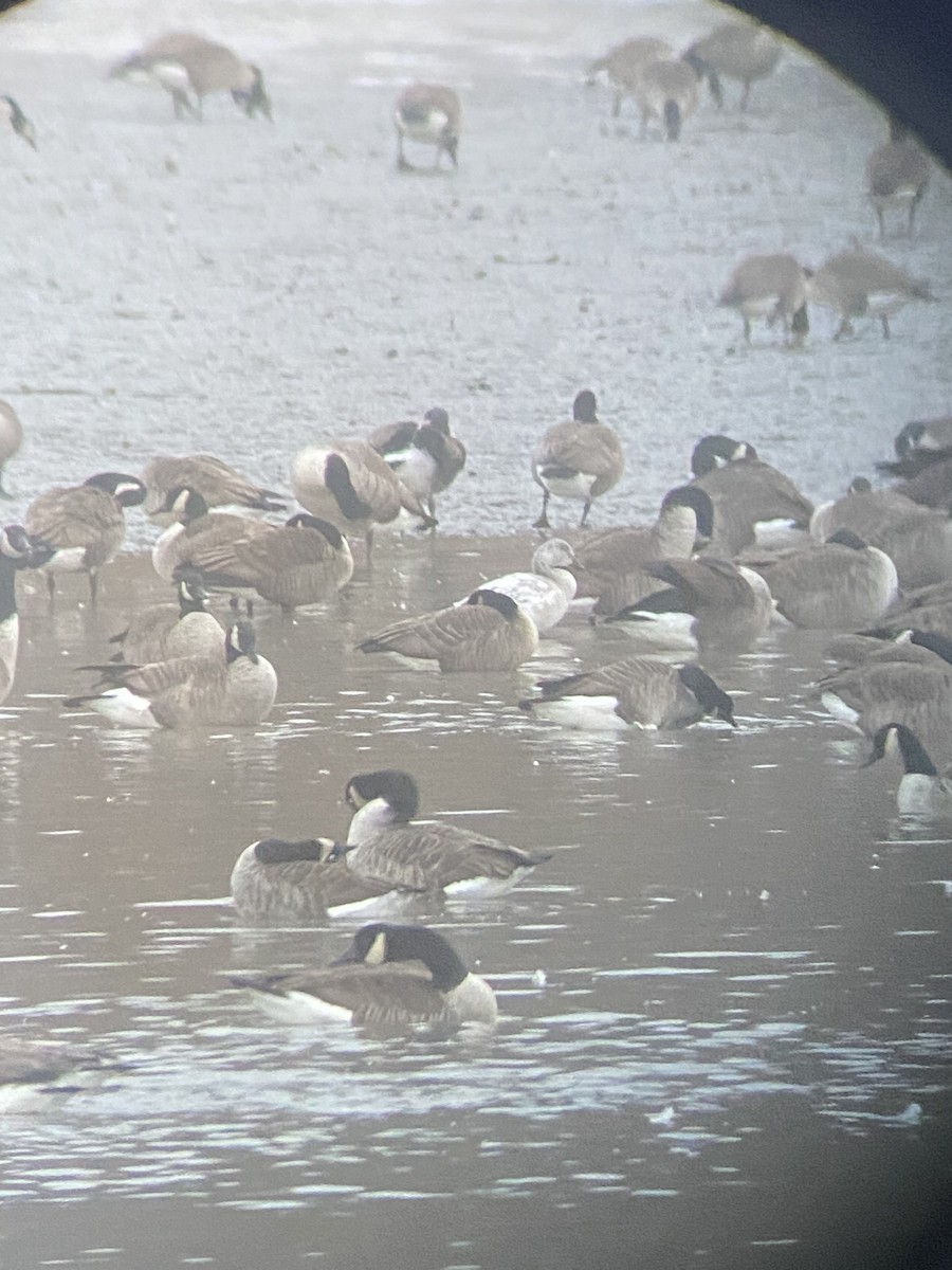 Oie des neiges - ML646238162