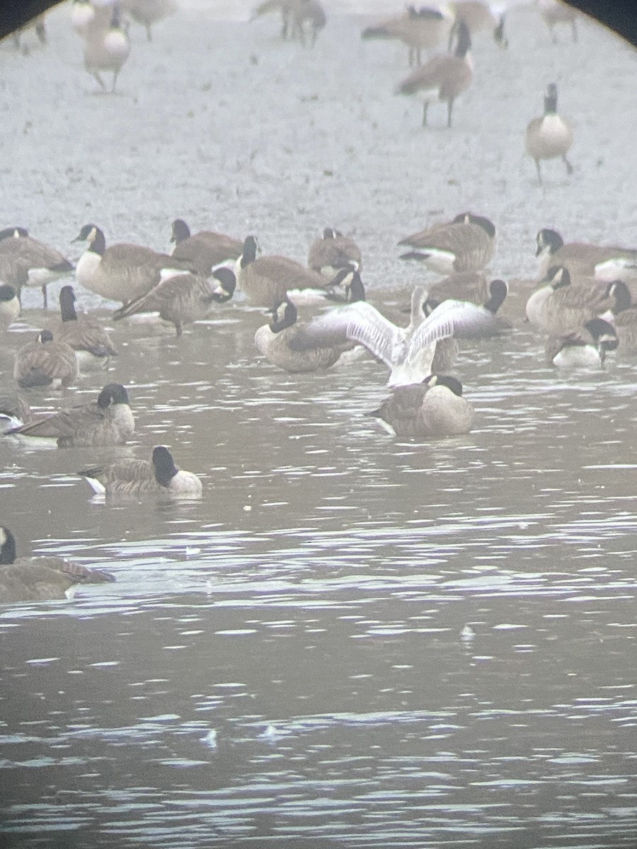 Oie des neiges - ML646238163