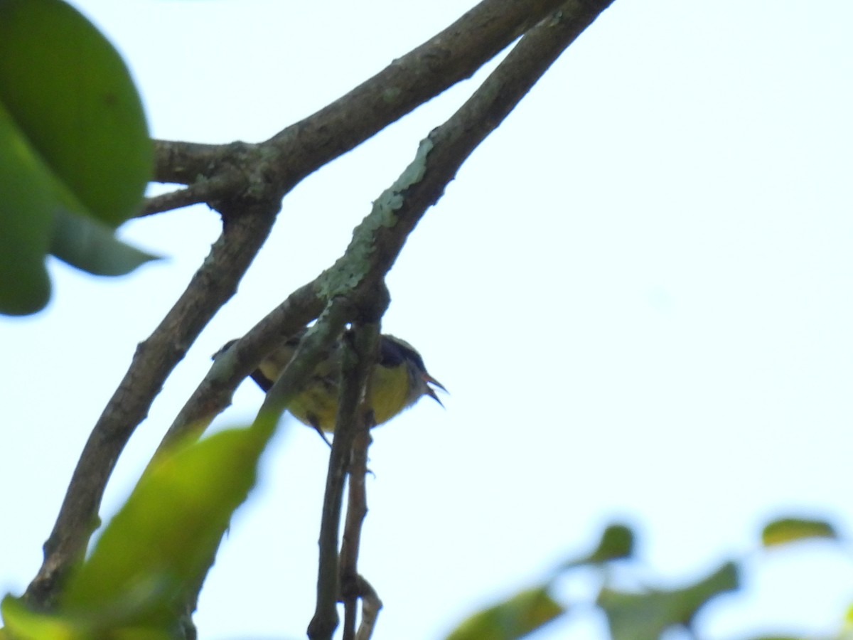 Sucrier à ventre jaune - ML646238164