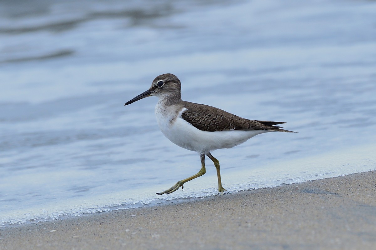 Chevalier guignette - ML646238165