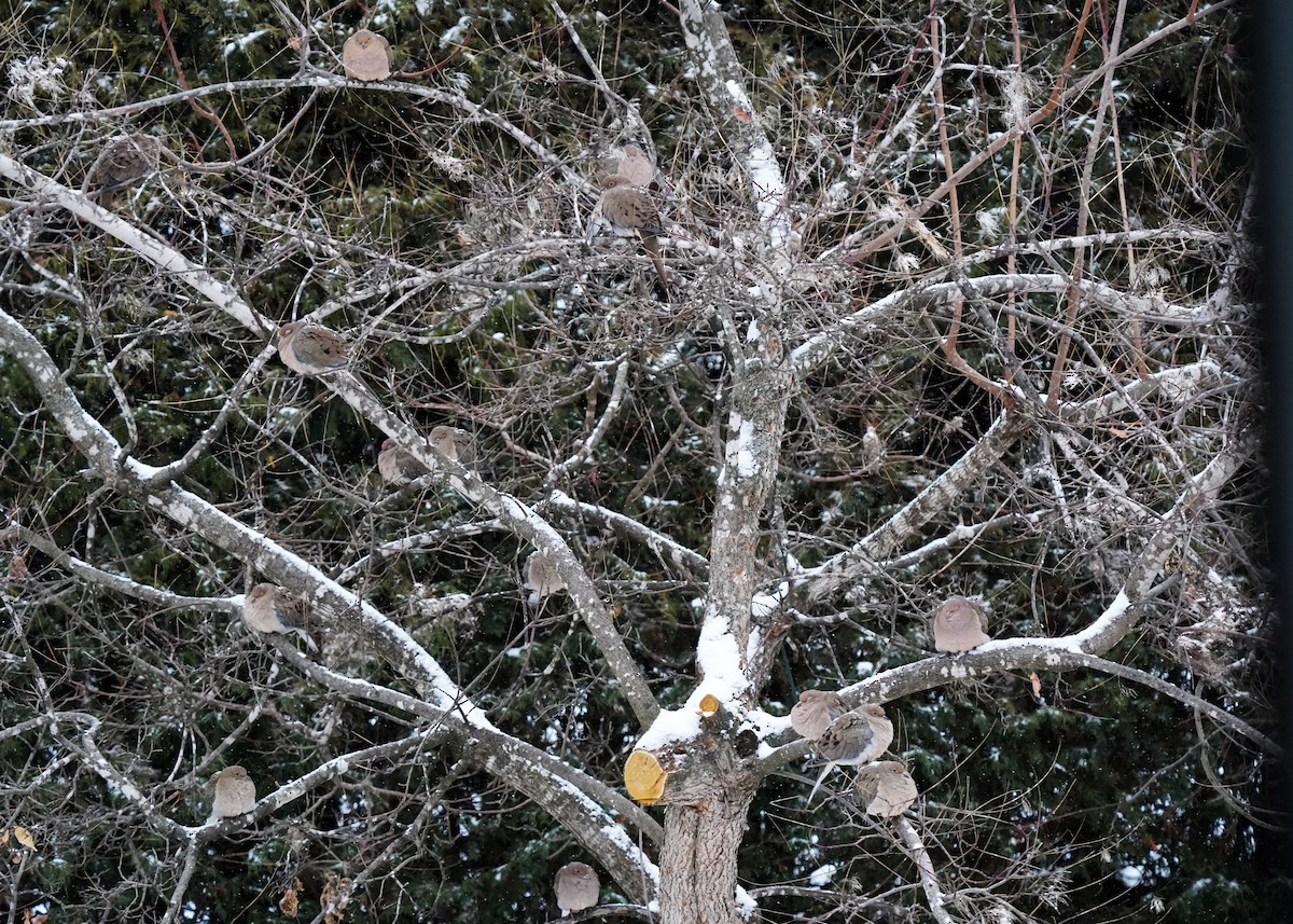 Tourterelle triste - ML646238166