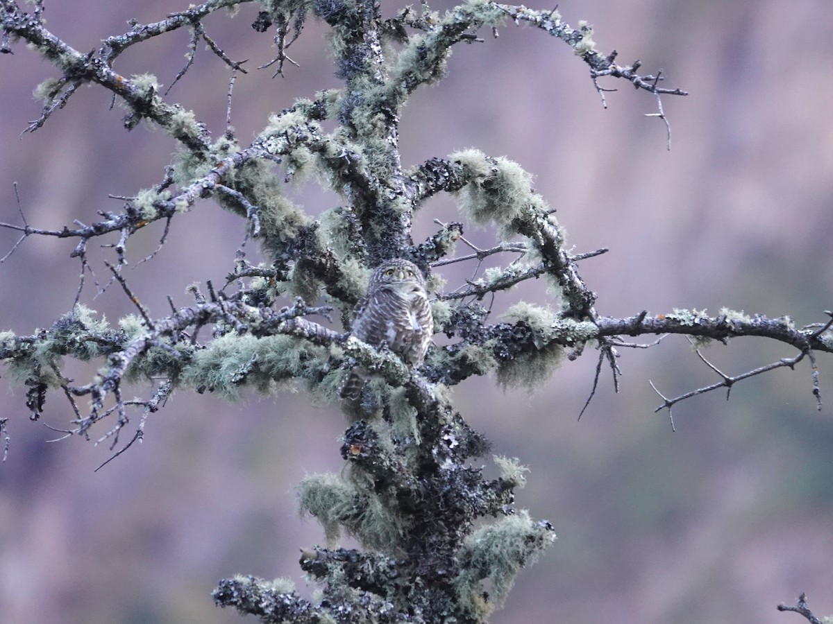 Chevêchette à collier - ML646238167