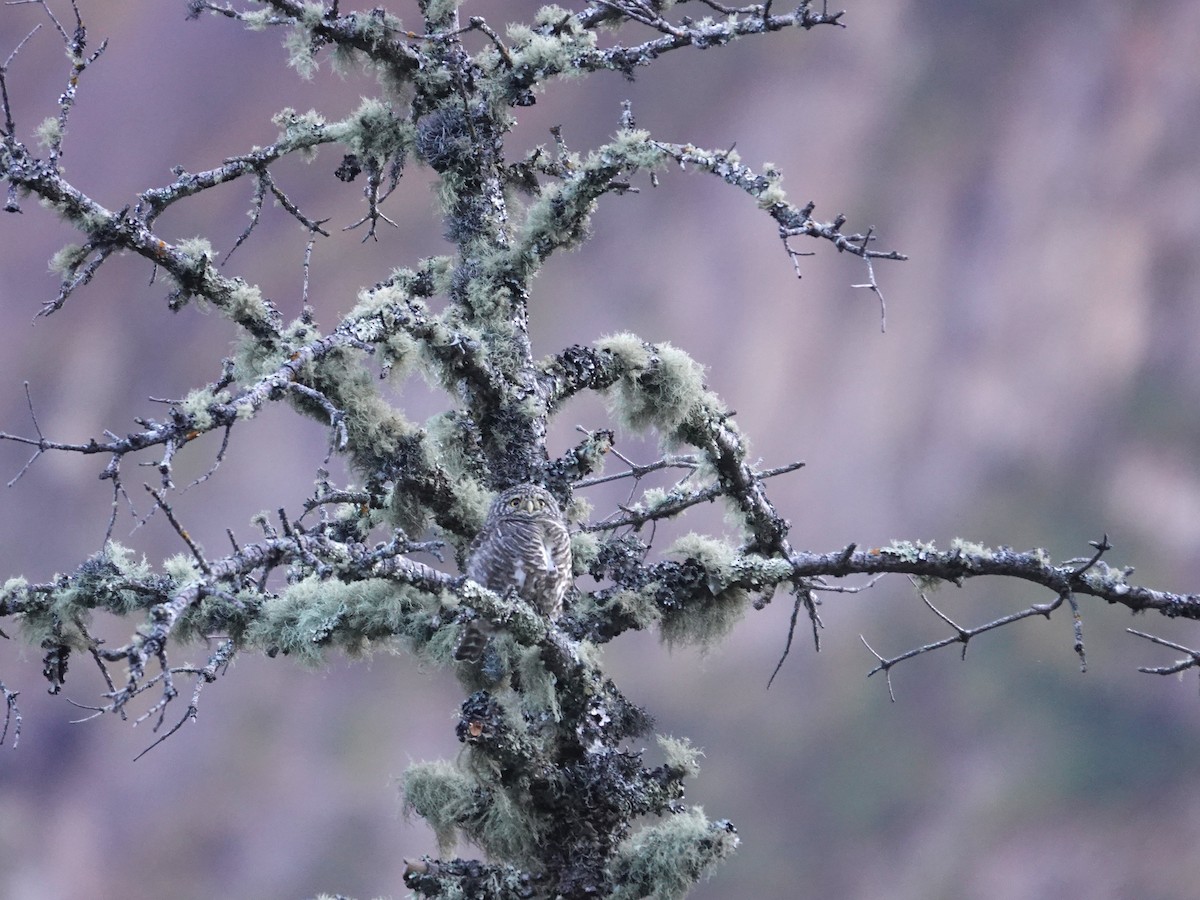 Chevêchette à collier - ML646238168
