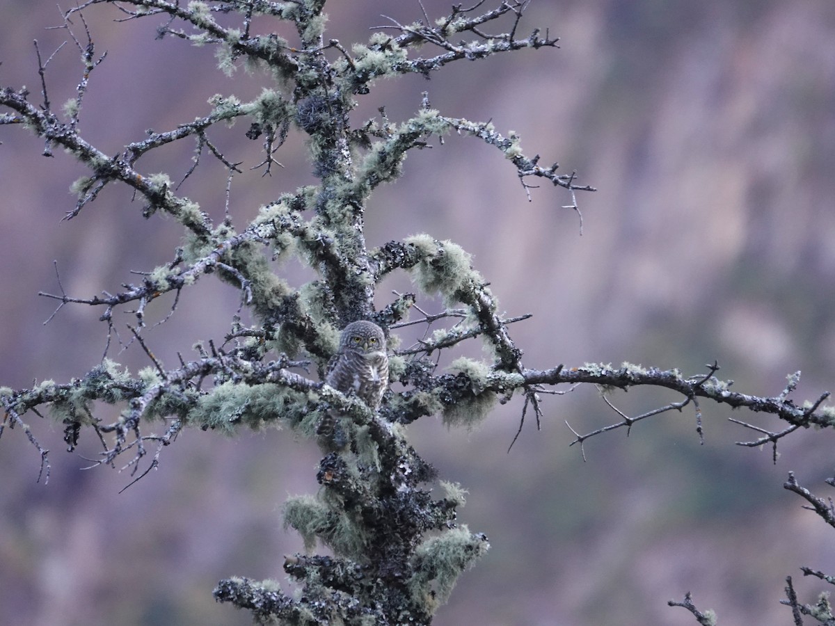 Chevêchette à collier - ML646238169
