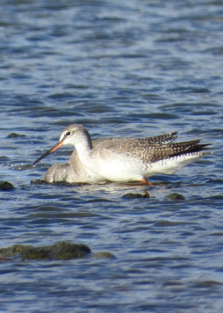 Chevalier arlequin - ML646238170