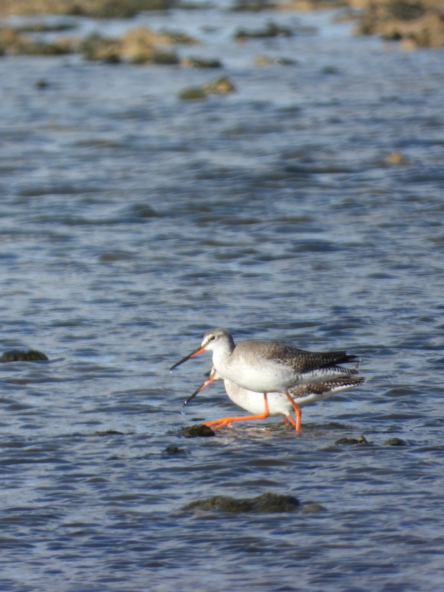 Chevalier arlequin - ML646238171