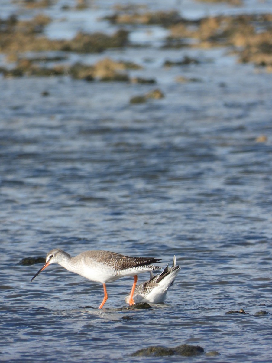 Chevalier arlequin - ML646238172