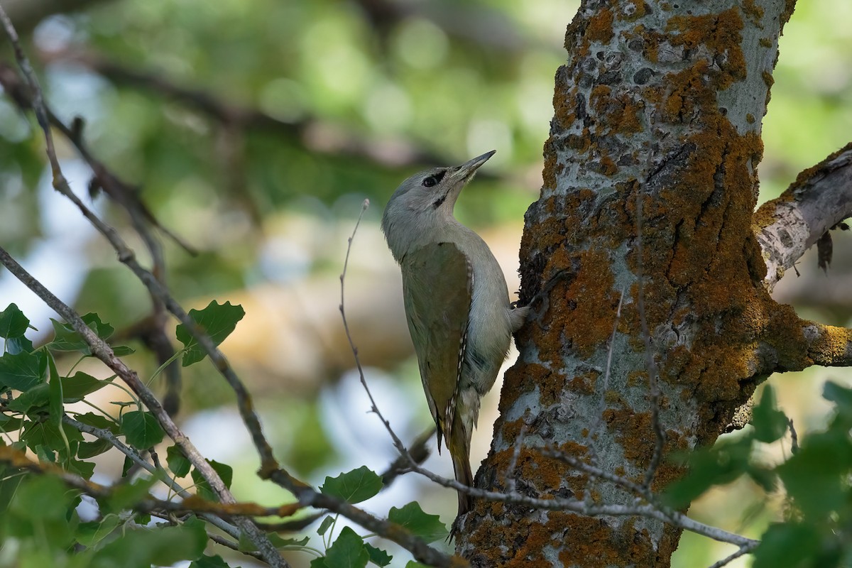 Pic cendré - ML646238174