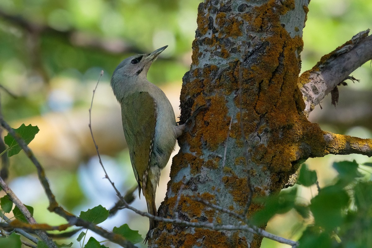 Pic cendré - ML646238175