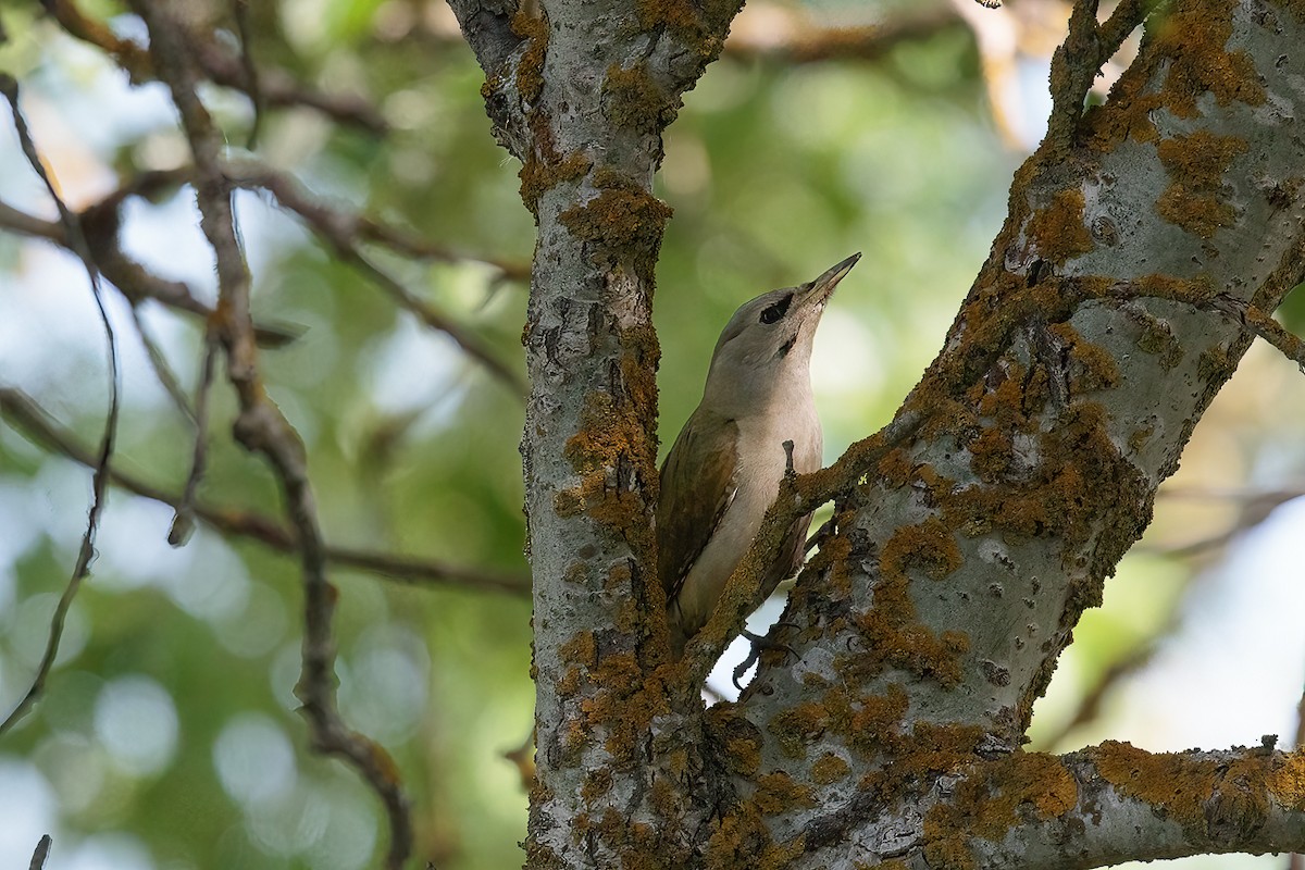 Pic cendré - ML646238176