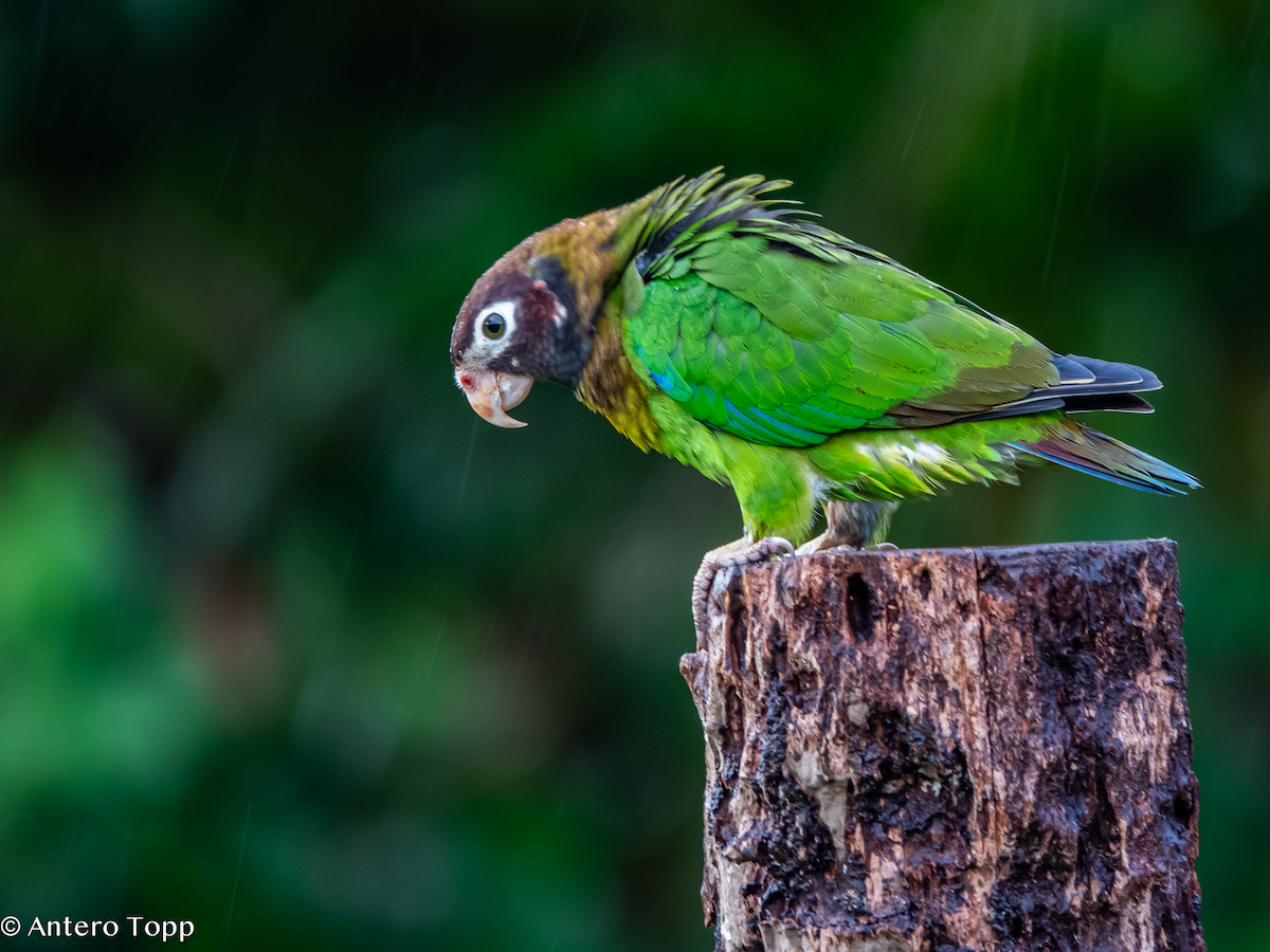 Caïque à capuchon - ML646238177