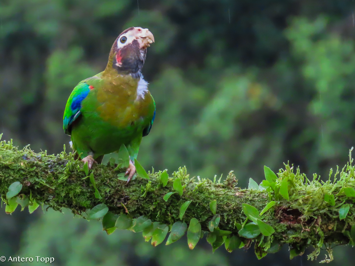Caïque à capuchon - ML646238178
