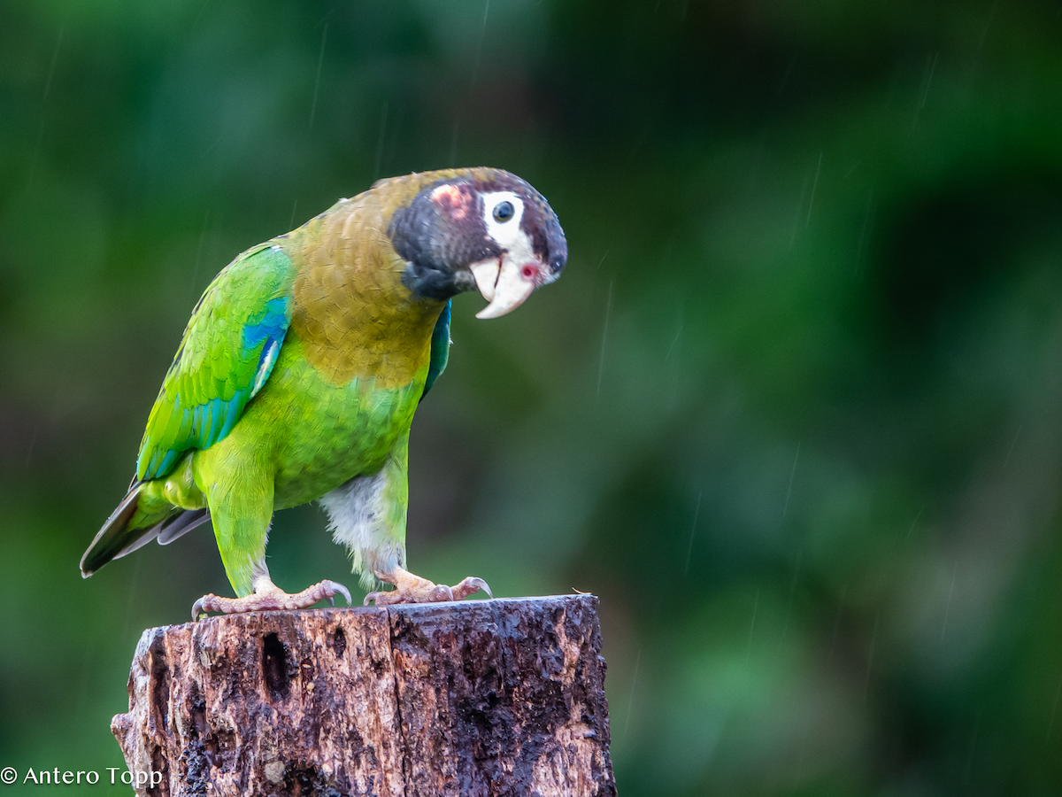 Caïque à capuchon - ML646238179