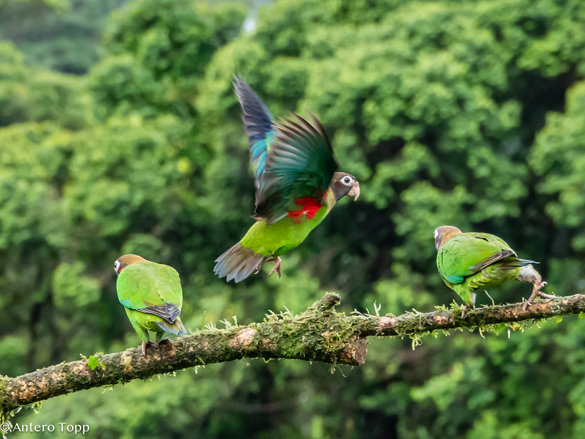 Caïque à capuchon - ML646238181