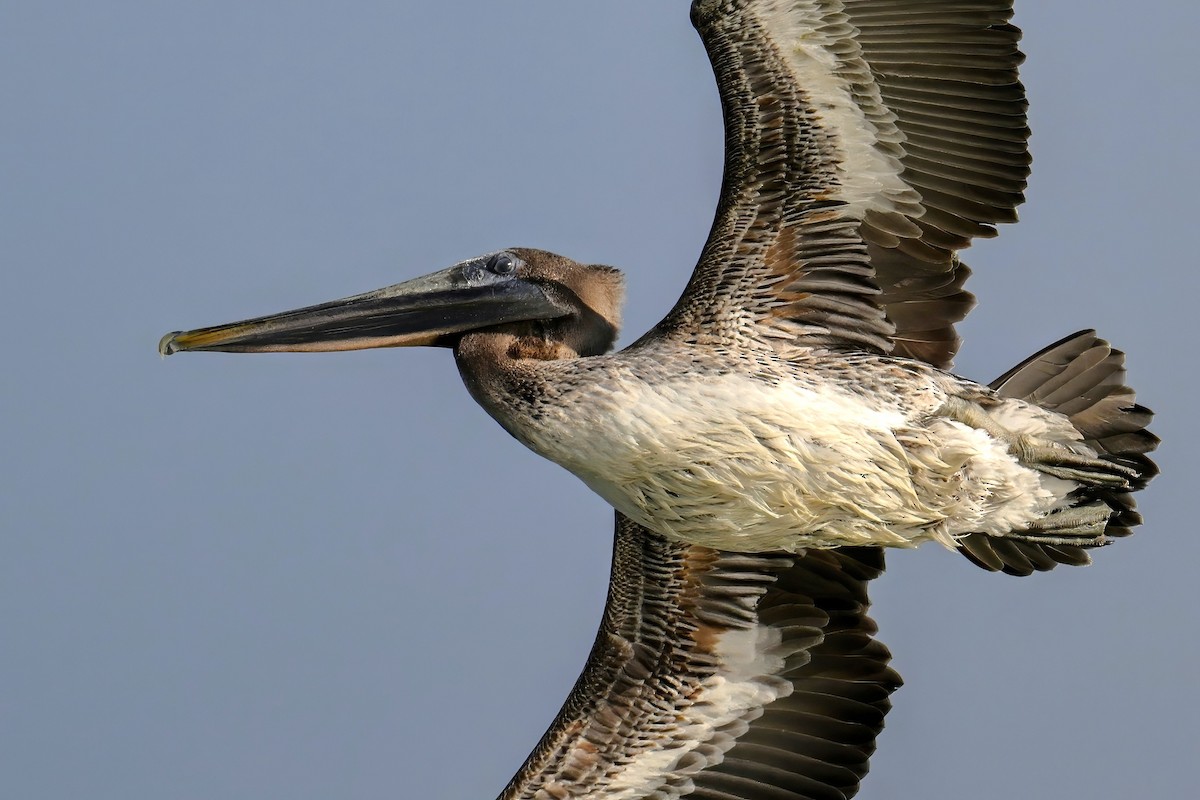 Brown Pelican - ML646238182