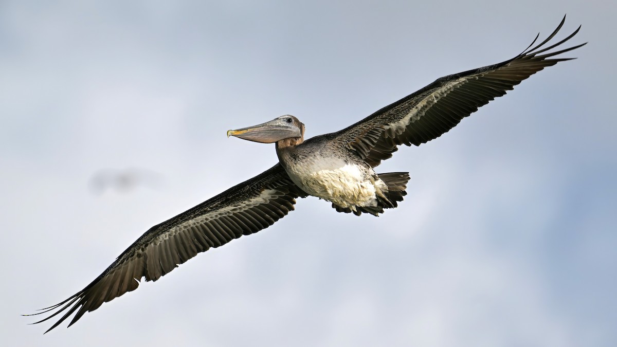 Brown Pelican - ML646238183