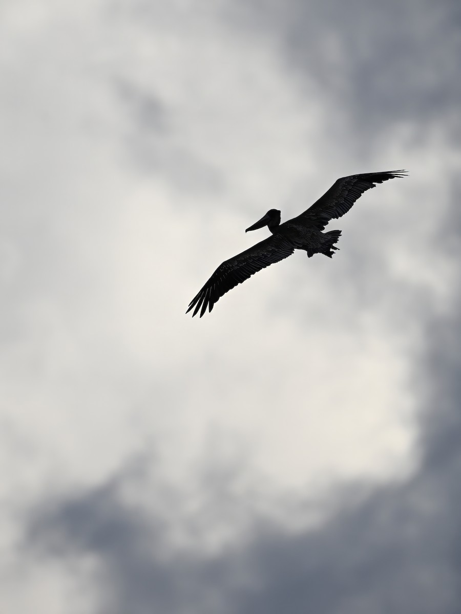 Brown Pelican - ML646238184