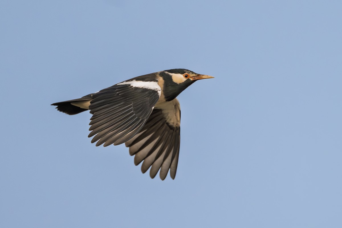 印度鵲椋鳥 - ML646238185