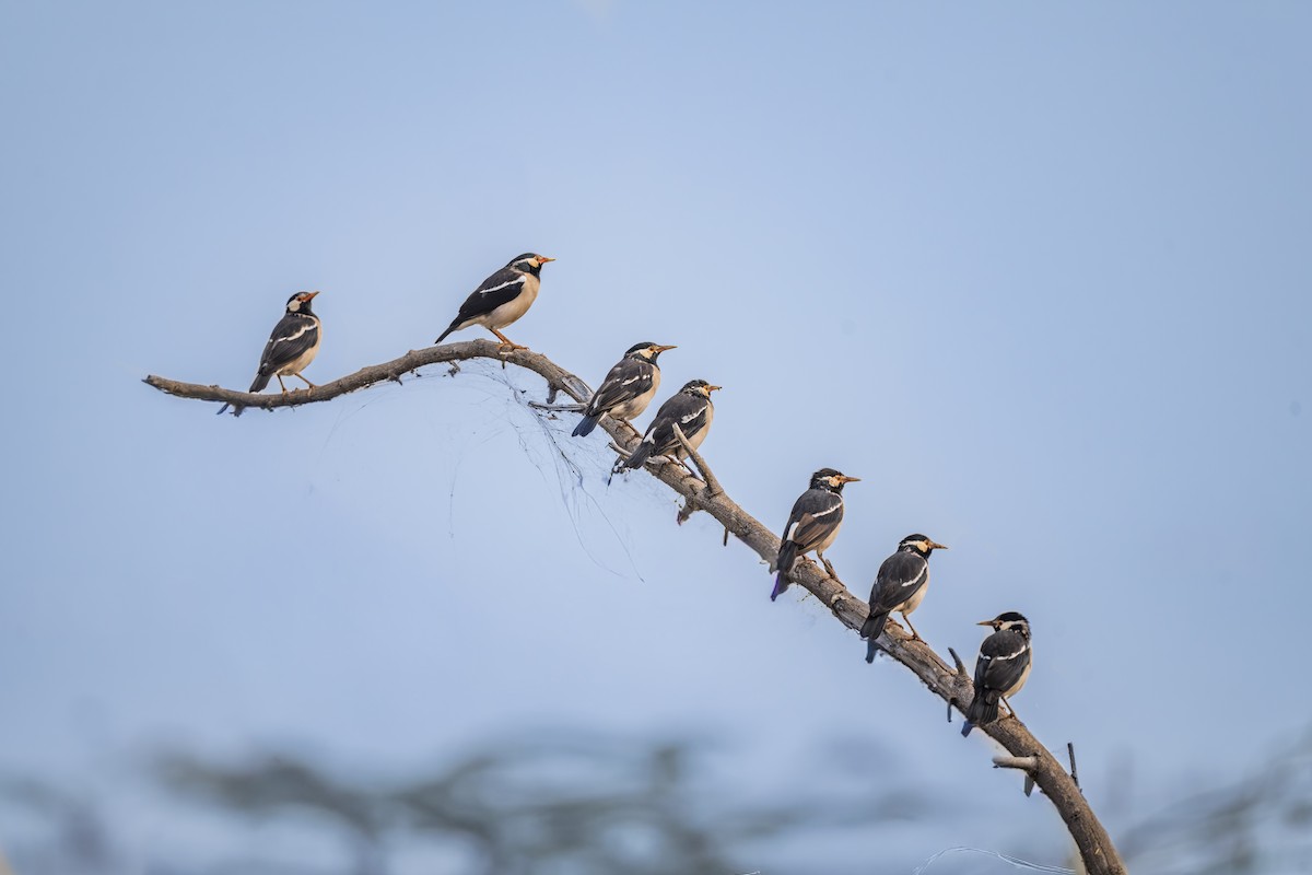 印度鵲椋鳥 - ML646238186