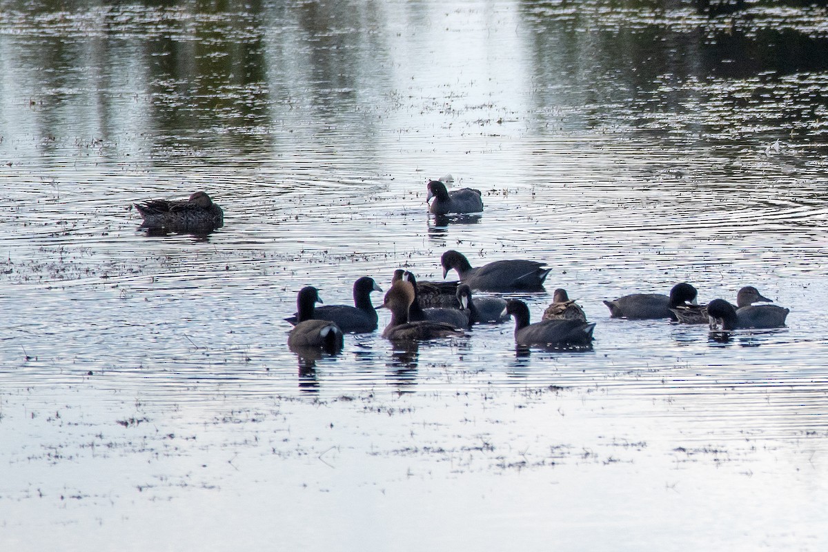 morčák chocholatý - ML646238187