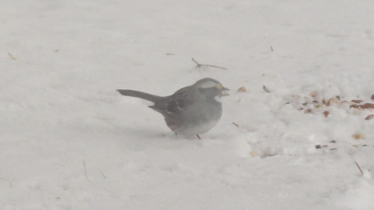 White-throated Sparrow - ML646238189