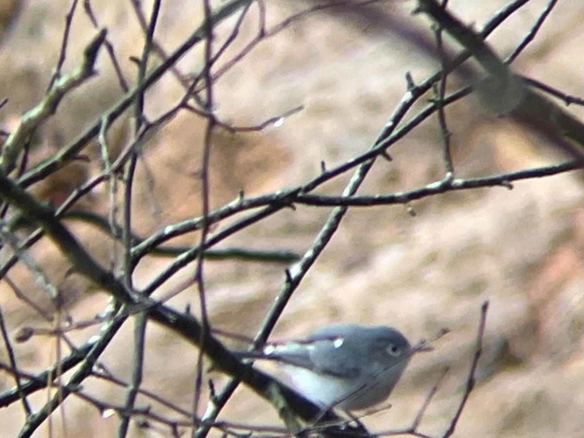 Blue-gray Gnatcatcher - ML646238194