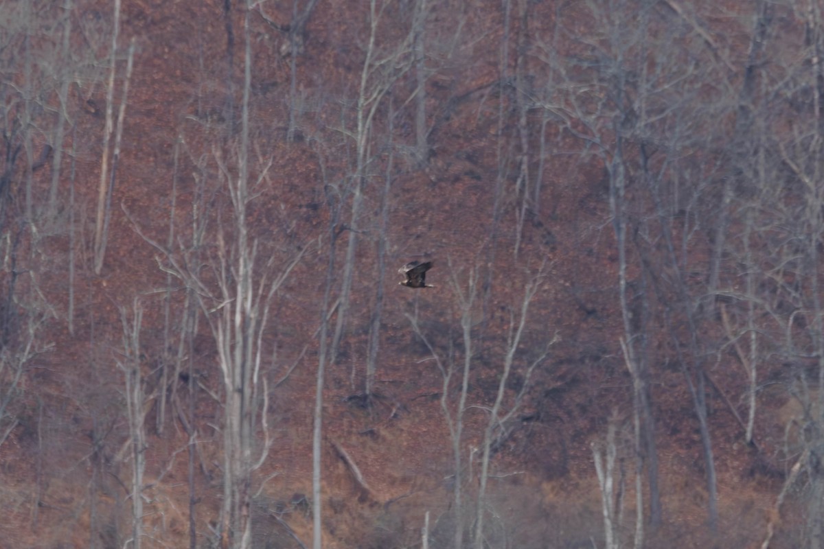 Golden Eagle - ML646238197