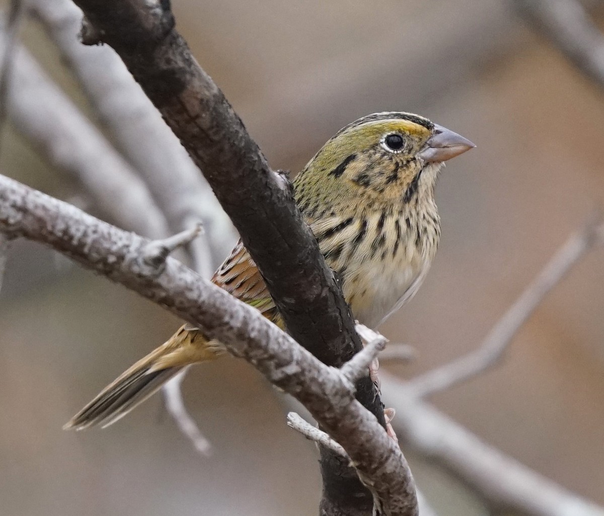 Henslow's Sparrow - ML646238210