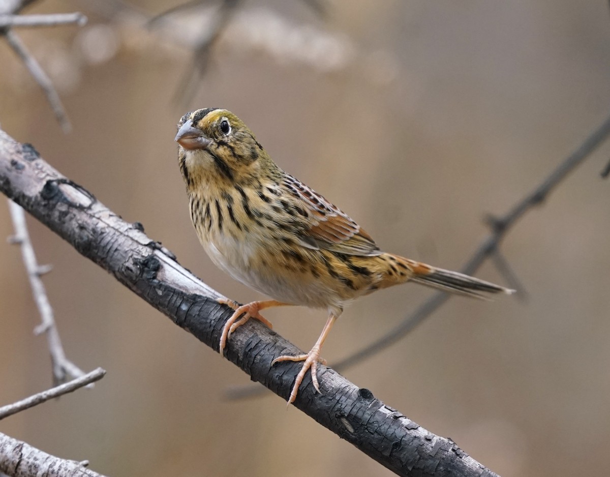 Henslow's Sparrow - ML646238211