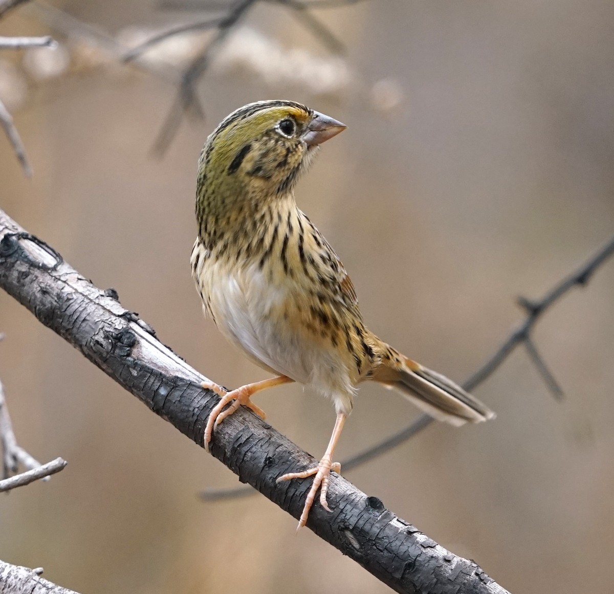 Henslow's Sparrow - ML646238212