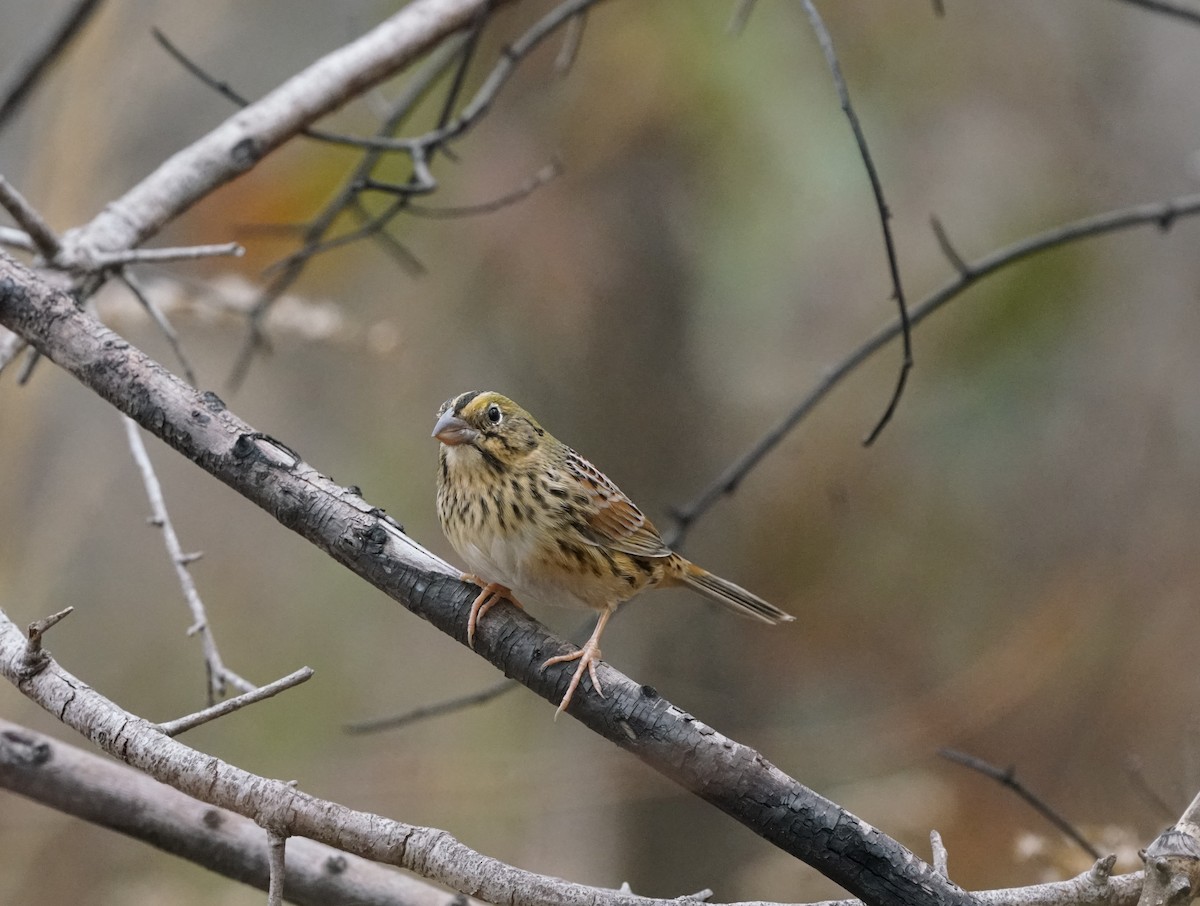 Henslow's Sparrow - ML646238213